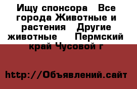 Ищу спонсора - Все города Животные и растения » Другие животные   . Пермский край,Чусовой г.